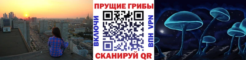 Псилоцибиновые грибы Psilocybine cubensis как найти наркотики Нальчик