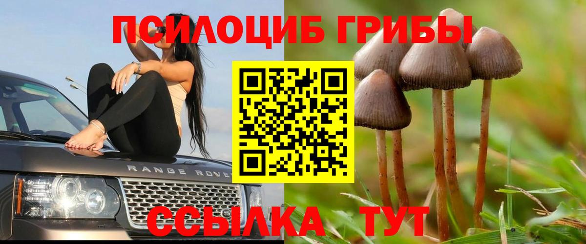 Нальчик  купить закладку  Псилоцибиновые грибы прущие грибы  Вход с VPN  Галлюциногенные грибы Psilocybine cubensis 